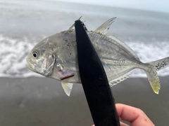 メッキの釣果