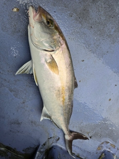 カンパチの釣果