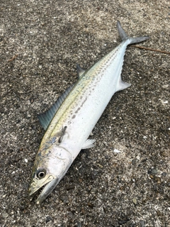 サゴシの釣果