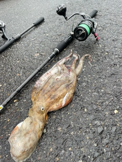 マダコの釣果