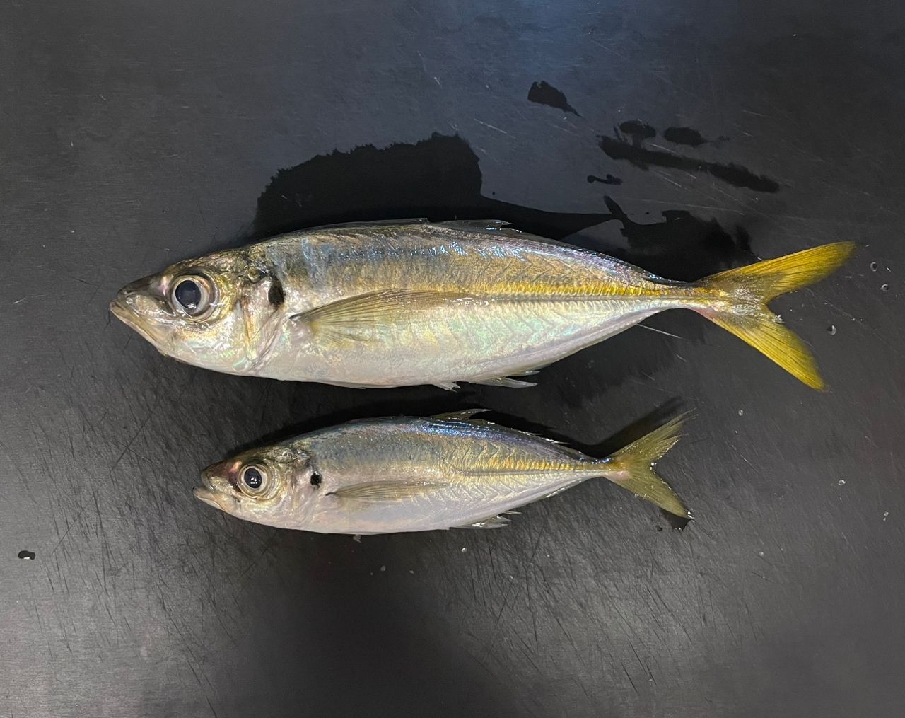 SHIMANO 22ソアレ SS アジング S60SUL-Sの最安値・インプレ・釣果