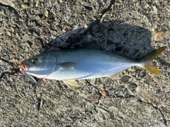 コゾクラの釣果