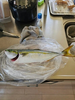 イナダの釣果