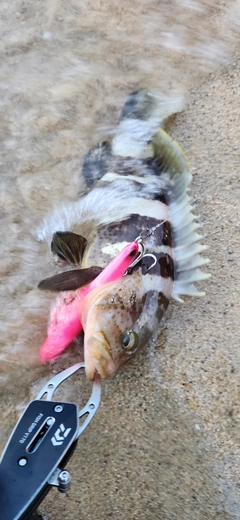 アオハタの釣果