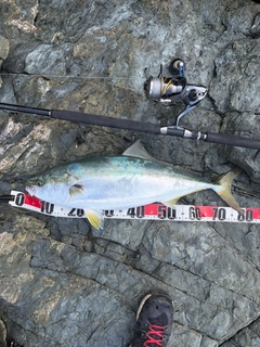 ブリの釣果