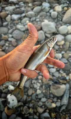 ヤマメの釣果