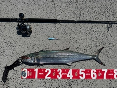 サゴシの釣果