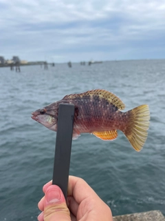 アカササノハベラの釣果