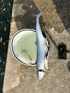 サワラの釣果