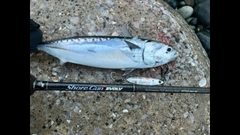 ソウダガツオの釣果