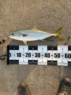 イナダの釣果