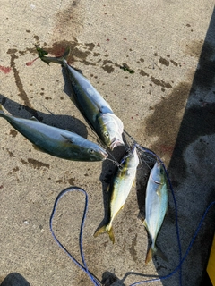 イナダの釣果