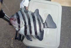 イシダイの釣果