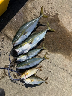 ショッコの釣果