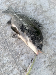 チヌの釣果