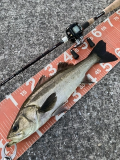 フッコ（マルスズキ）の釣果