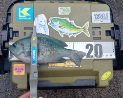 クチブトグレの釣果