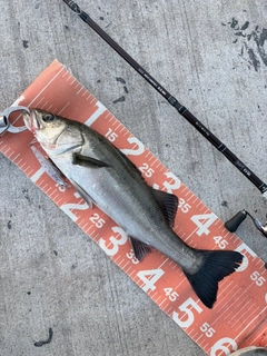フッコ（マルスズキ）の釣果