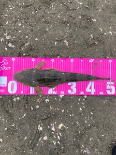 マゴチの釣果