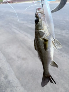 セイゴ（マルスズキ）の釣果