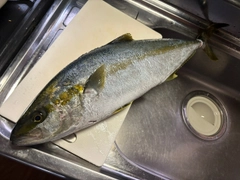 ヒラマサの釣果