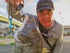 クロダイの釣果