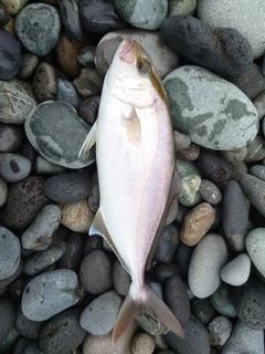 ショゴの釣果