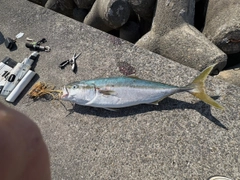 メジロの釣果