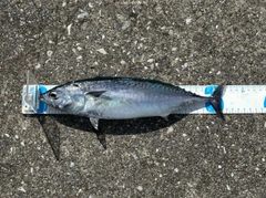 ヒラソウダの釣果