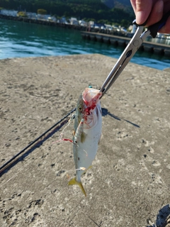 ワカシの釣果