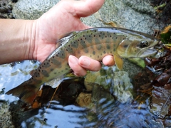 ヤマメの釣果
