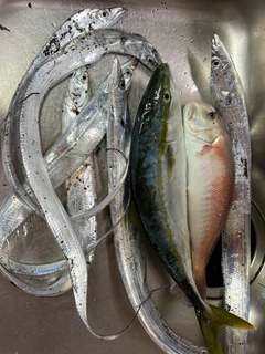 イナダの釣果