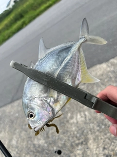 メッキの釣果