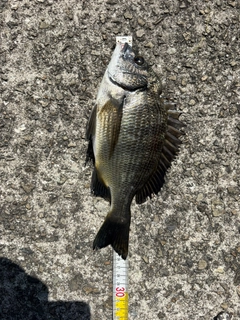クロダイの釣果