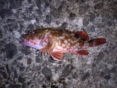 カサゴの釣果