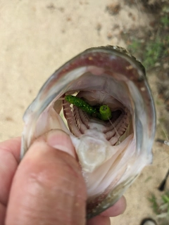 ラージマウスバスの釣果