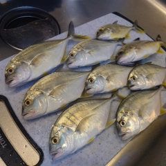メッキの釣果