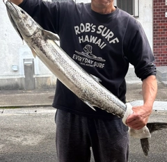 サワラの釣果