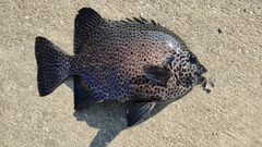 イシガキダイの釣果