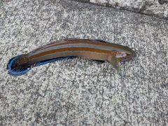 ニシキハゼの釣果