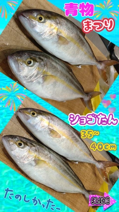 ショゴの釣果