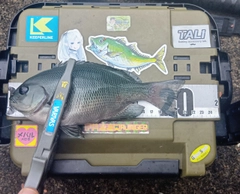 オナガグレの釣果
