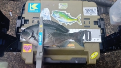 オナガグレの釣果