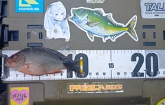 ヒメフエダイの釣果