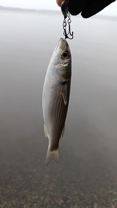 ボラの釣果