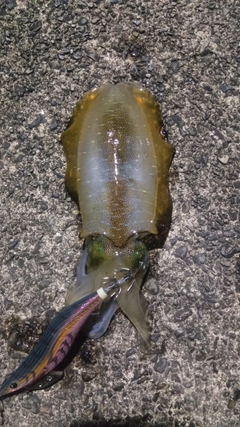 アオリイカの釣果