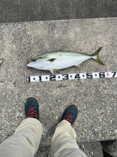 メジロの釣果