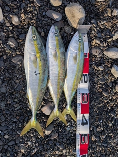 イナダの釣果