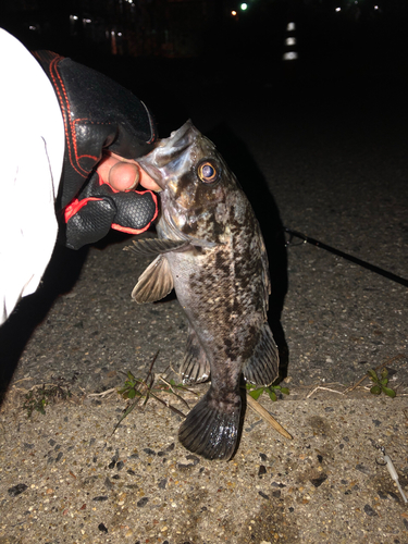 クロソイの釣果