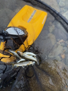 アユの釣果